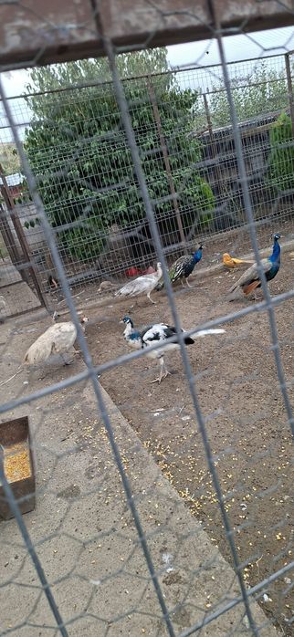 Vand pauni si voiajori stil vechi