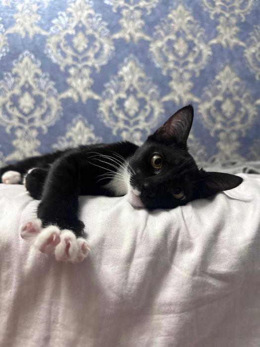 котенок в добрые руки