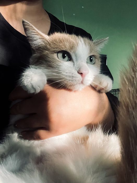 Отдам кошку в добрые руки