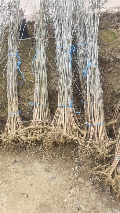 Vând puieți de replatare salcâm brad molid salci