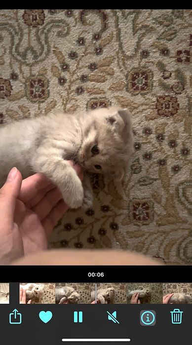 Котенок продается шотланка