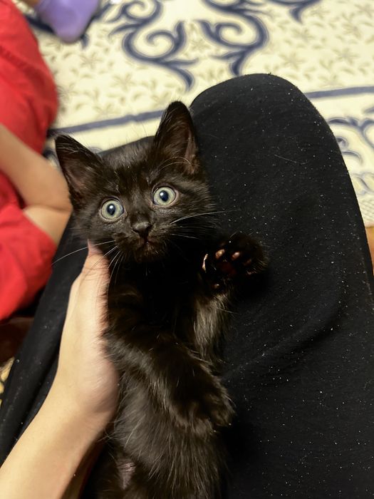 котята 2 месяц в добрые руки