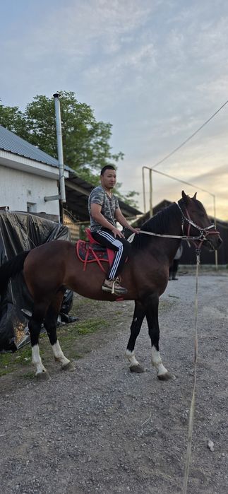 Көкпар ат Жеребец