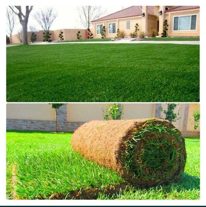 Уругда  газон сепамиз ,полиф система, рулонные  газон.