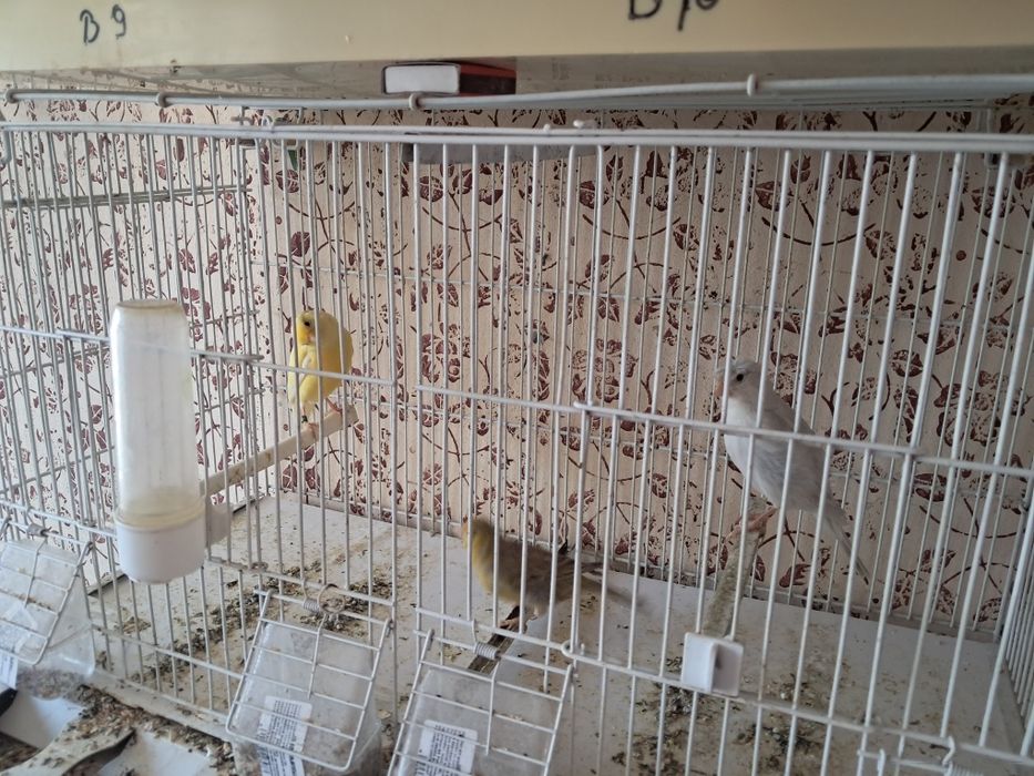 Canari de vanzare