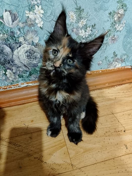 Продам котят породы Мейн кун