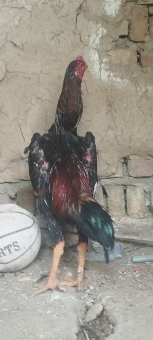 Dakan Xoʻroz sotiladi