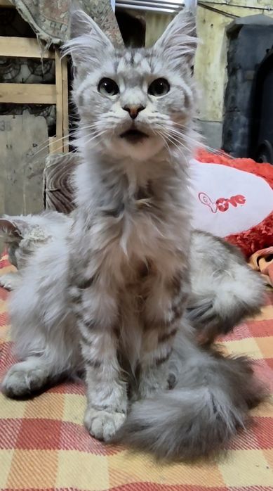 Котята Мейн-кун из питомника