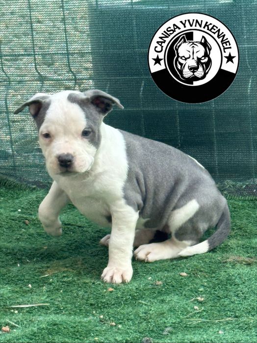 Amstaff blue.