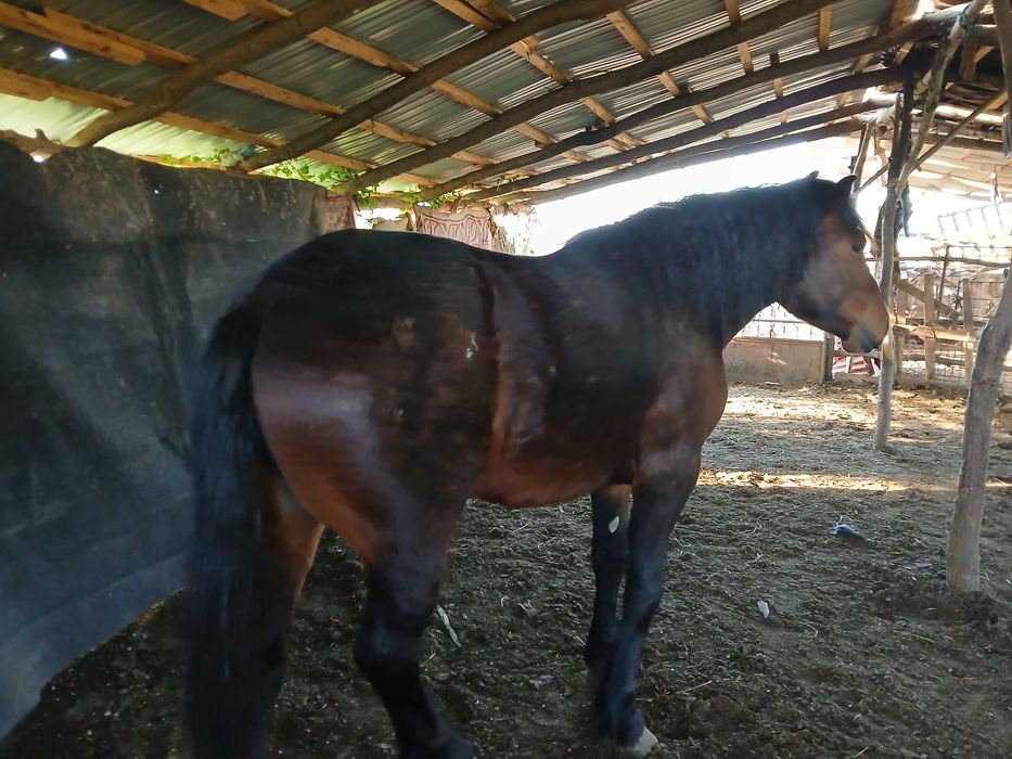 Vand armăsar de 2Ami