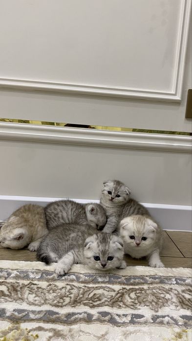 Котята шиншилы хоршый породы