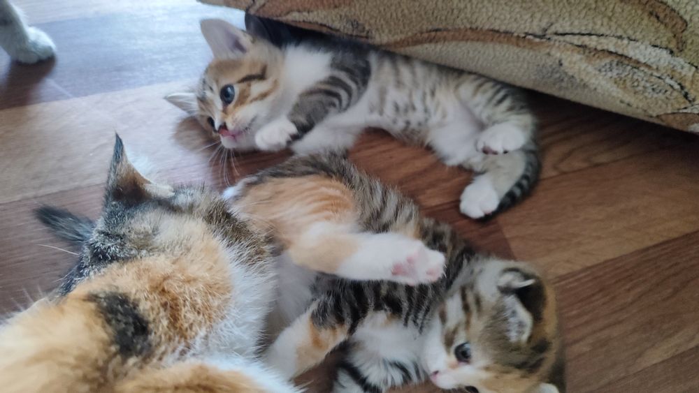 Котята скоттиш фолд-страйт