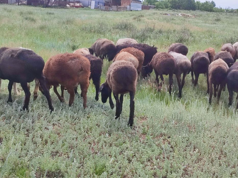 Қойлар сатам продам баранов