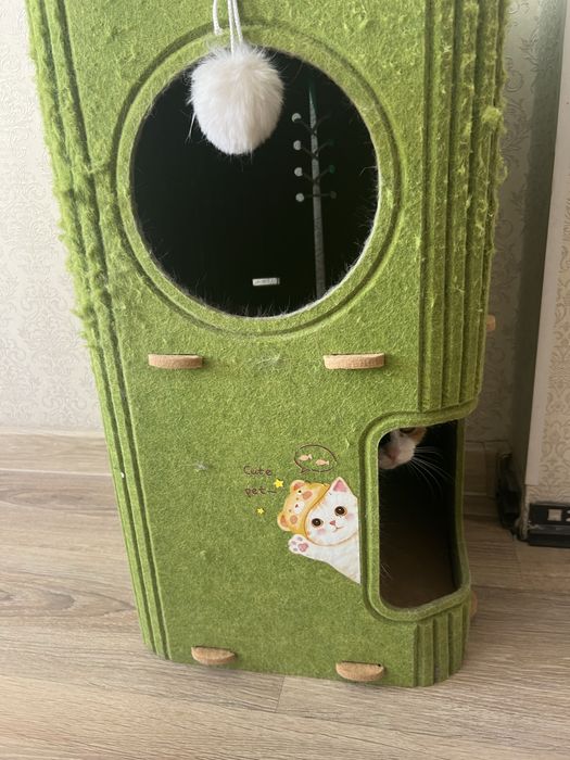 Кошка трех цветная