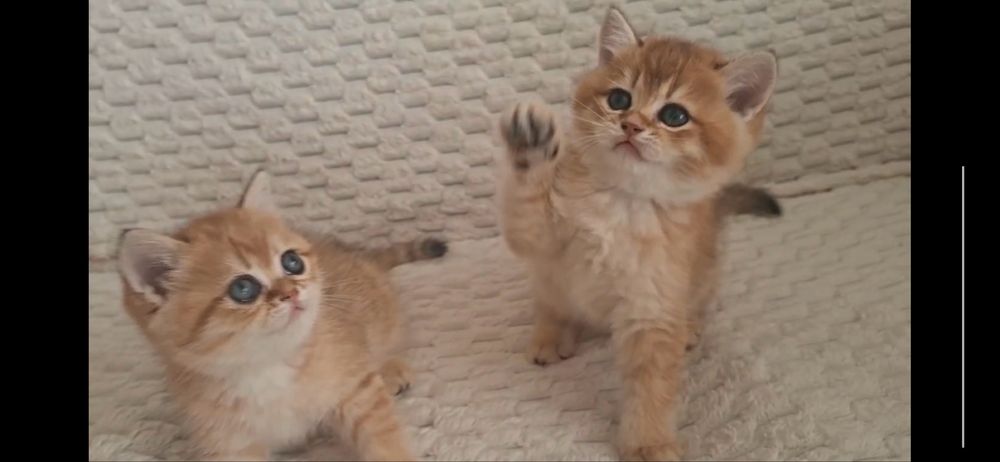 Продаются элитные котята