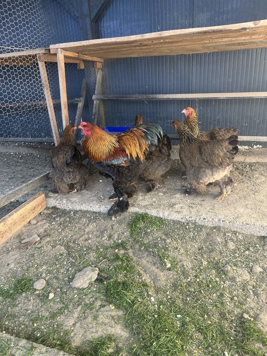 Oua brahma potarnichiu