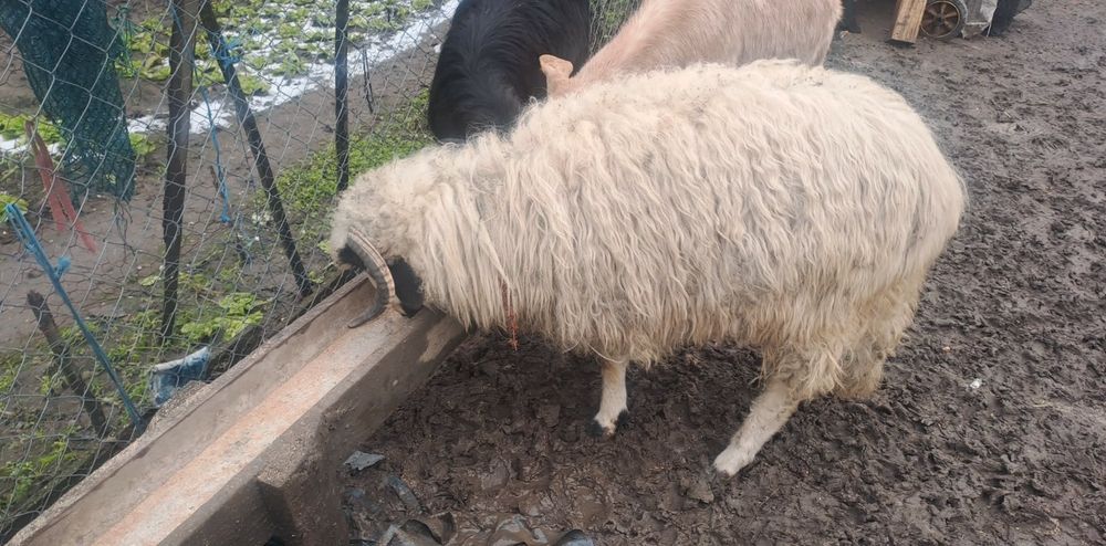 Berbecuț 9 luni dau la schimb cu 2 capre