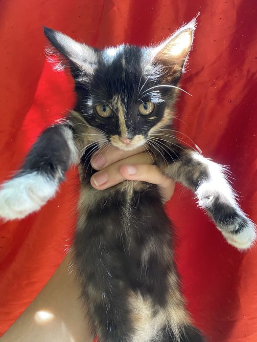 мушукча кизча 2 ойлик