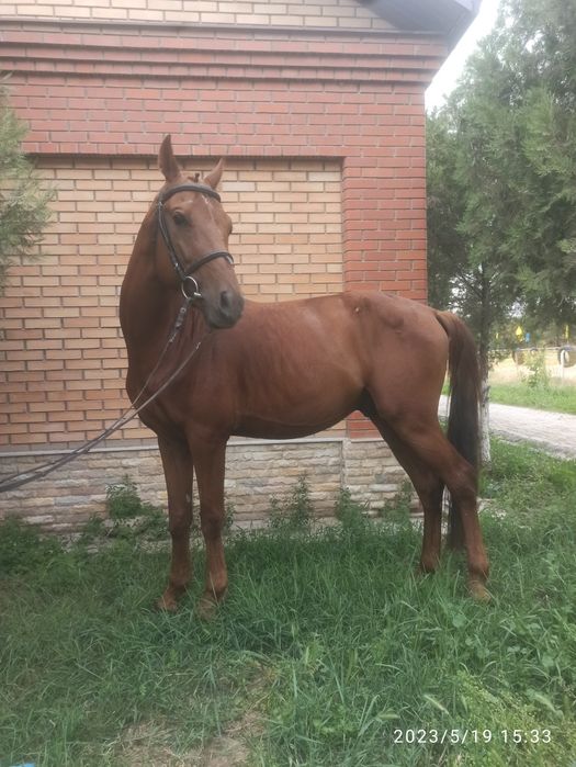 Продаётся  лошадь жеребец