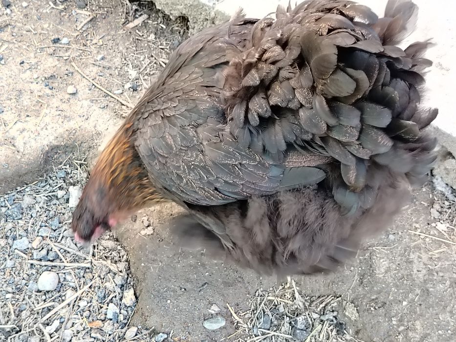 Продам цыплята брама
