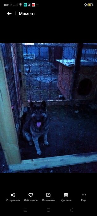 Продам ВЕОвчарку 1,4месяца