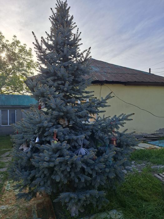 Продам голубую ель