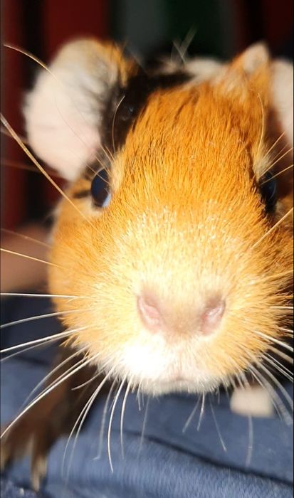 Морская свинька .РИТО