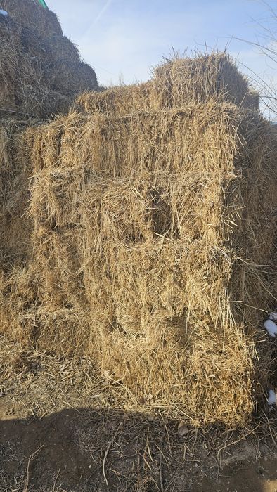 Продам сено люцерню в тюках