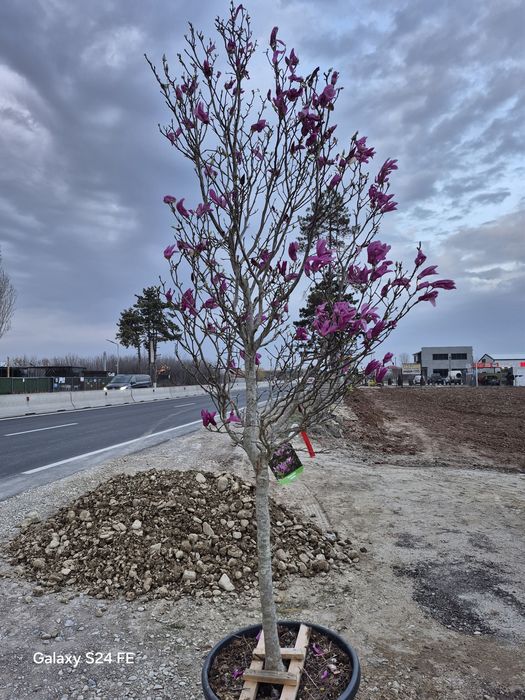 Magnolia solangiana