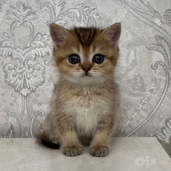 British Shorthair шиншилла