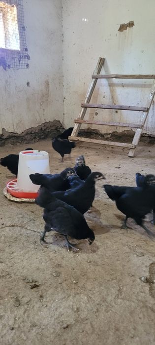 Австролорп румыния