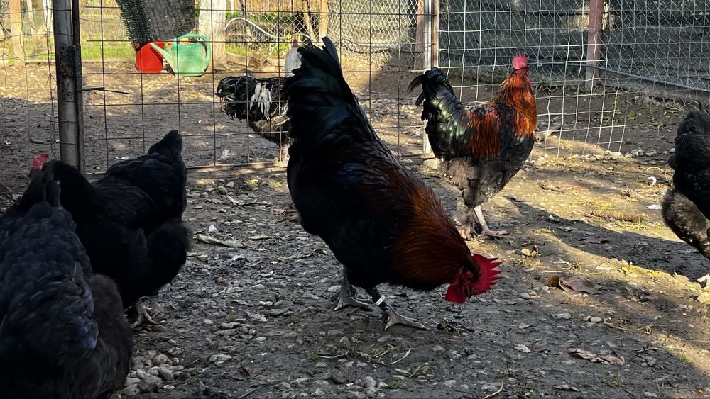 Gaini si cocoși Marans