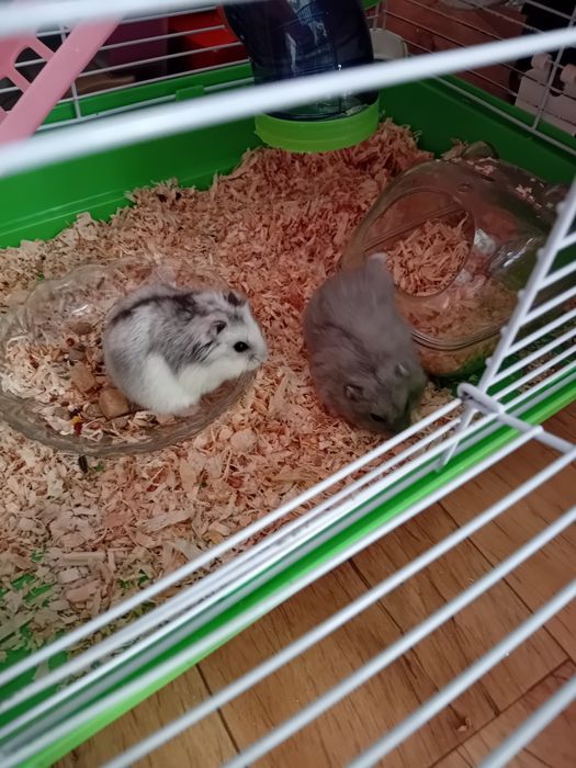 Клетка +два хаместера