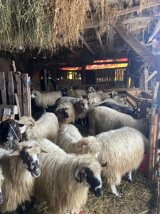 Vând 30 de oi ( plus minus, numărul e discutabil )