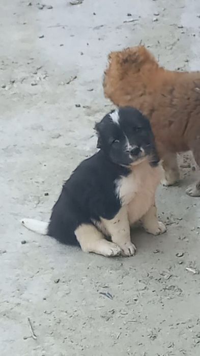 Алабай боласи сотилади эркаг 800000.сум