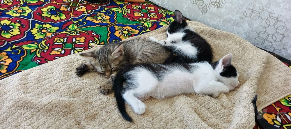 Отдам котят в добрые руки.