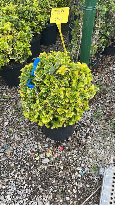 Vindem buxus, cryptomeria, euonymus glob