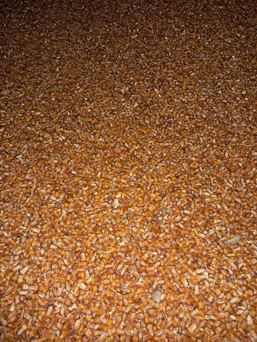 Porumb uscat ambalat la sac