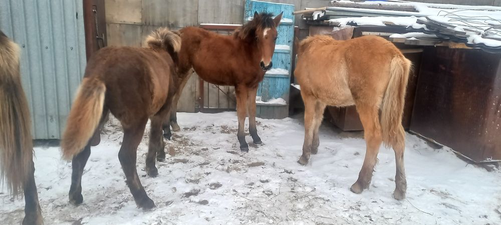 Продам жабагы 4 бас еркек