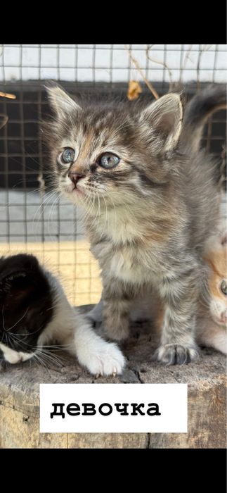 котята бесплатно в добрые руки