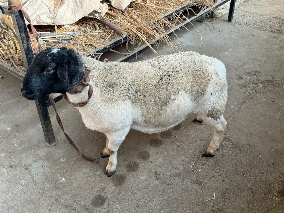 Дорпер кучкор сотилади