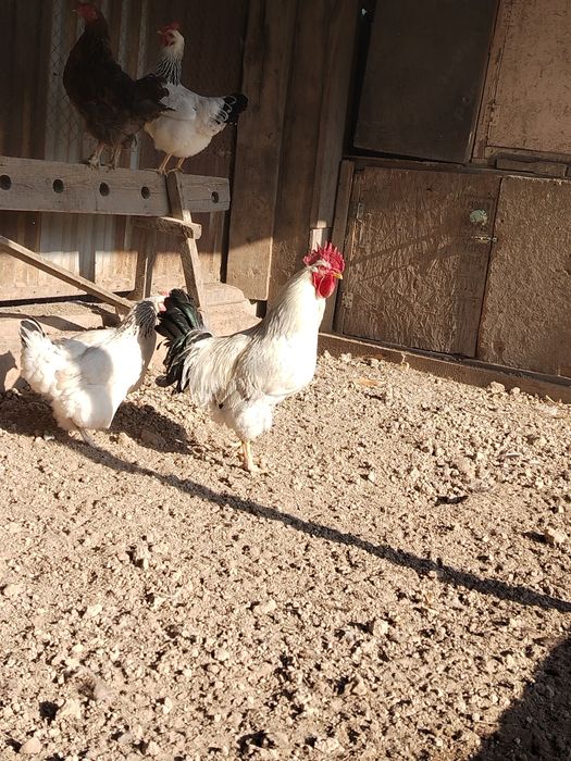 Қораз сатылады. Продаётяся петух