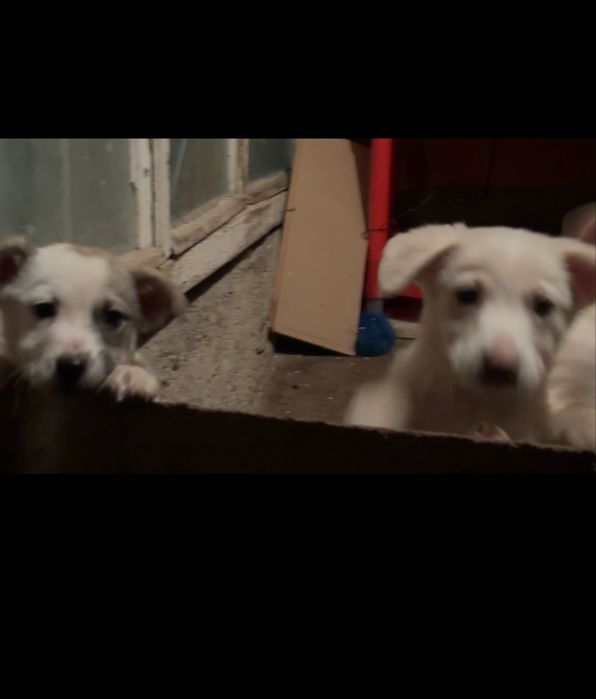 Подаряват се кученца