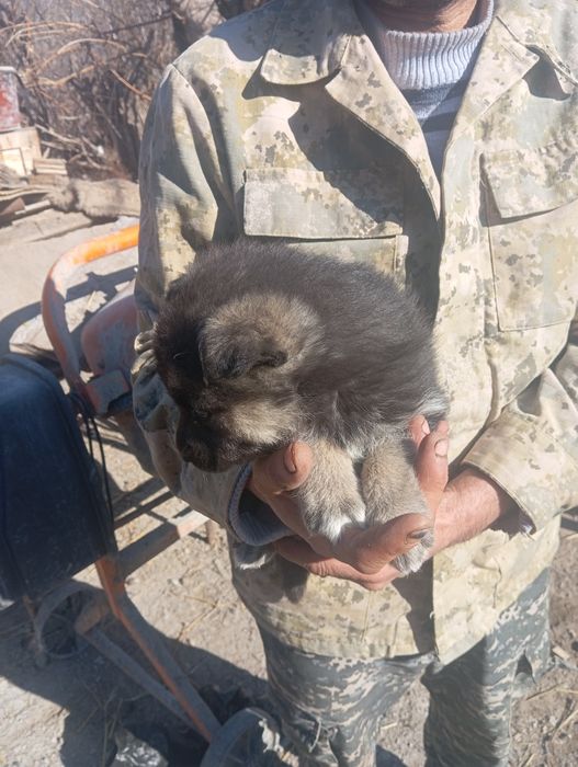 Щенок восточно европейской овчарки