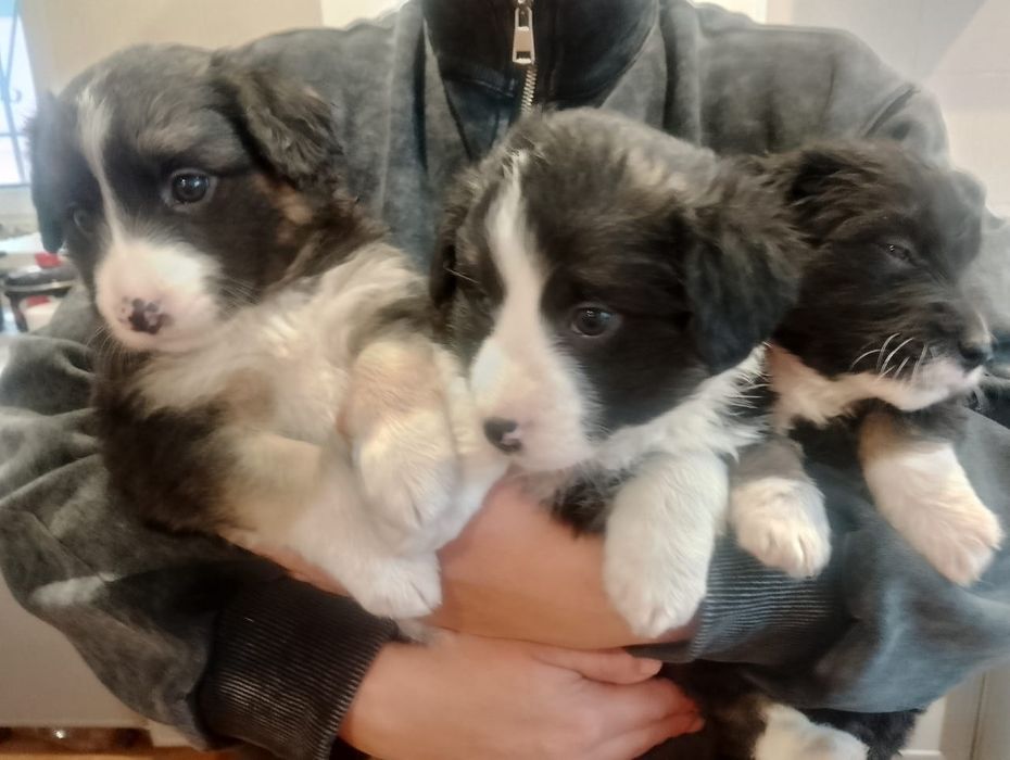 Щенки.В добрые руки.