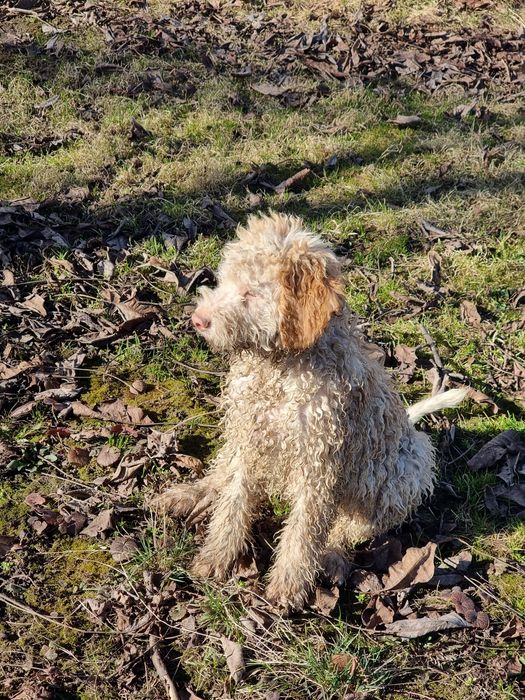 Lagotto caută stăpâni
