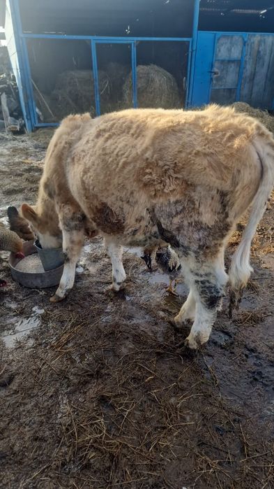 Продам  бычка возраст 9мес