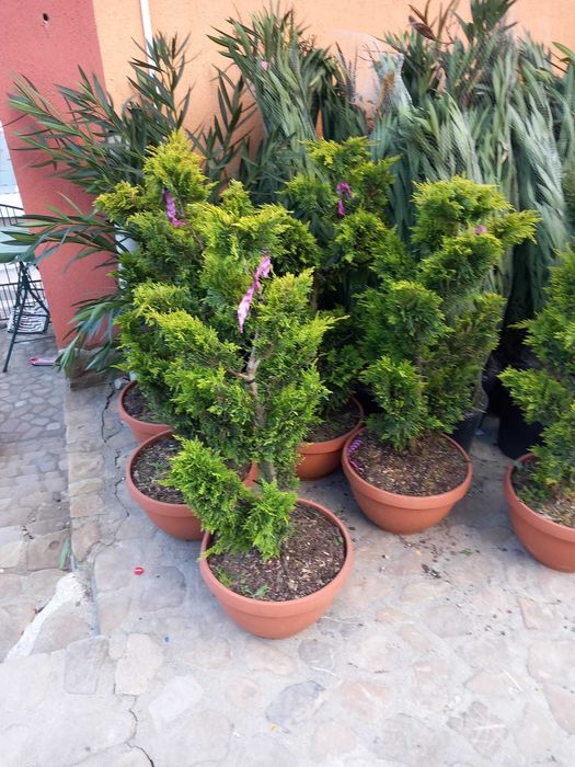 Plante Ornamentale Verzi – Livrare Gratuită la Tine în Curte