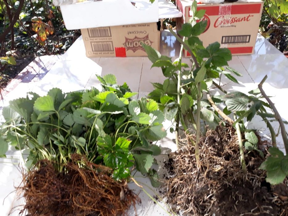 Mur Thornfree, Zmeur, Capsuni Albion , Fragi, Smochin, Agris, Albizia