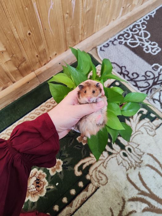 Хомяк дўмбоқой қулга ургатилган